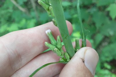 Lactuca biennis, photographed by Quinten Wiegersma