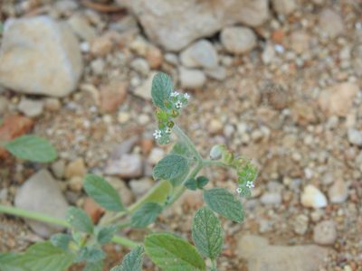 Heliotropium supinum, photographed by Duarte Frade