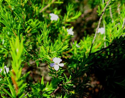 Coleonema pulchellum, photographed by Di Turner
