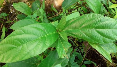 Ficus hispida, photographed by OnePlanet