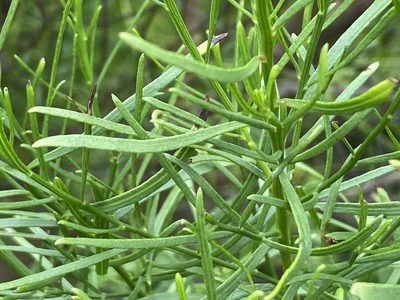 Baccharis angustifolia, photographed by Alan Weakley