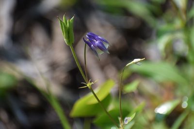 Aquilegia brevistyla