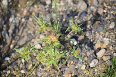 Collomia linearis, photographed by Syd Cannings