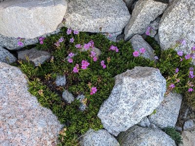 Primula suffrutescens, photographed by Nora Bales