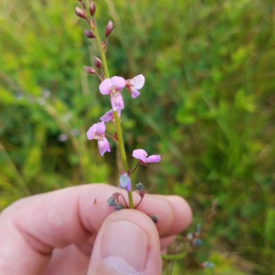 Desmodium ciliare, photographed by Matt Pelikan