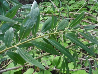 Salix gmelinii, photographed by Силаева Татьяна Борисовна