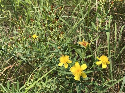 Hypericum kalmianum, photographed by Rae Bosley