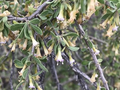Lycium exsertum, photographed by CK2AZ