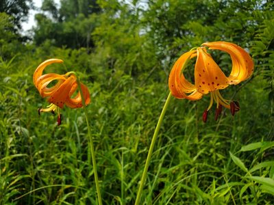 Lilium michiganense, photographed by Samuel A Schmid, PhD, PWS