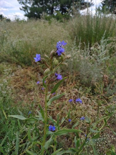 Anchusa gmelinii, photographed by Богдан Кученко