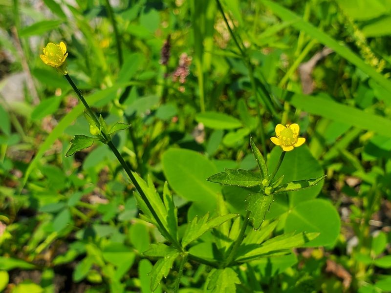 Ranunculus pensylvanicus, photographed by Samuel A Schmid, PhD, PWS