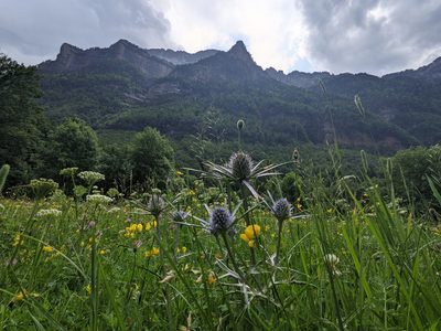 Eryngium bourgatii, photographed by Mattia Menchetti