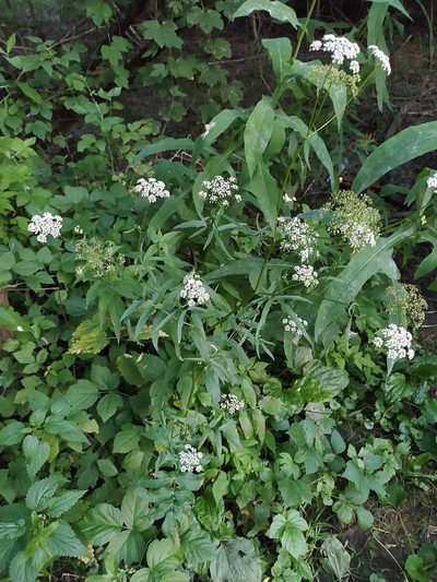 Sium sisarum, photographed by sergleb