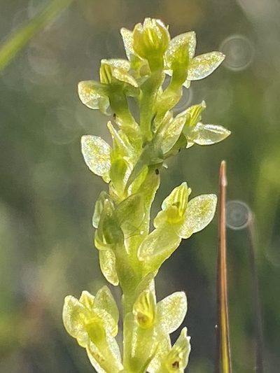Hammarbya paludosa, photographed by Terry Instone