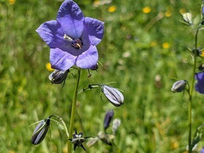 Campanula rhomboidalis, photographed by Pieter Huybrechts