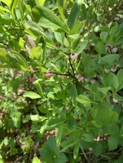 Vaccinium deliciosum, photographed by Ashwin Srinivasan