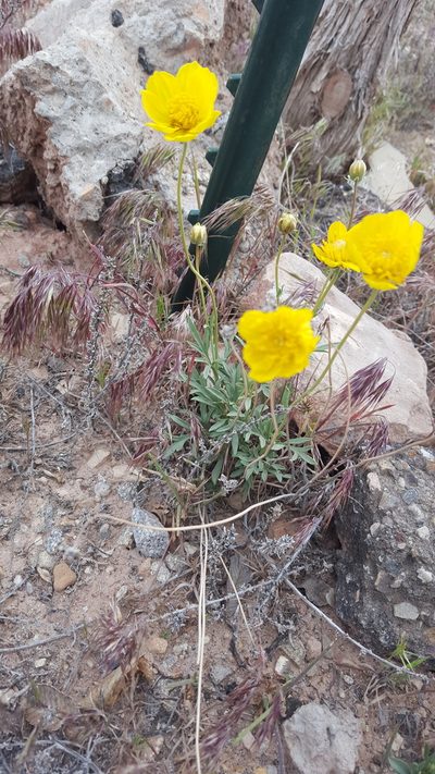Thelesperma subnudum, photographed by Michael A. Alcorn