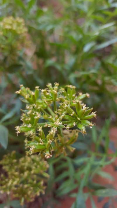 Lomatium latilobum, photographed by Michael A. Alcorn