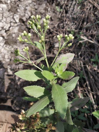 Pluchea tomentosa, photographed by S.MORE