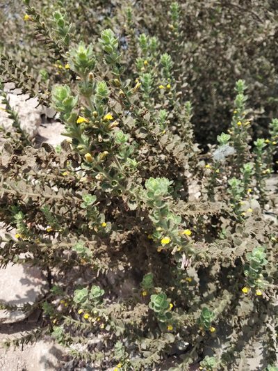 Lindenbergia indica, photographed by S.MORE