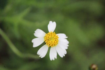 Tridax rosea, photographed by José Belem Hernández Díaz