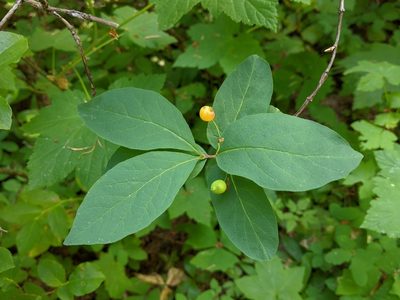 Lonicera conjugialis, photographed by David Anderson