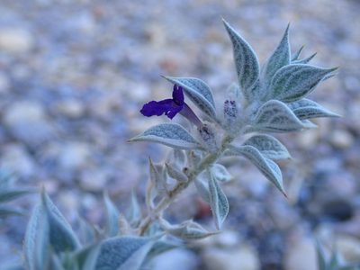 Salvia funerea, photographed by Gail A Baker