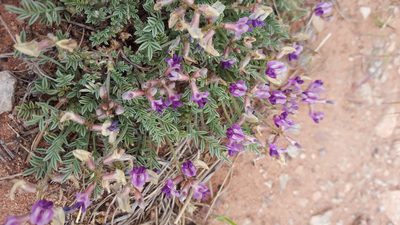 Astragalus desperatus, photographed by Michael A. Alcorn