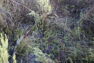 Thamnochortus fruticosus, photographed by Tony Rebelo