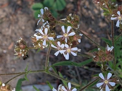 Potentilla douglasii, photographed by David Anderson