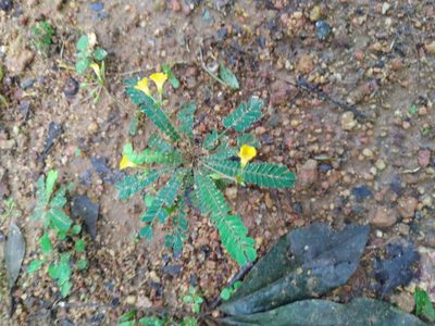 Biophytum sensitivum, photographed by Navaneeth Sini George