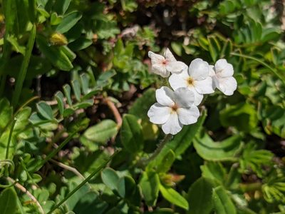 Androsace chamaejasme, photographed by Pieter Huybrechts