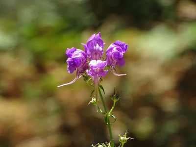 Linaria triornithophora, photographed by franciscodocampo