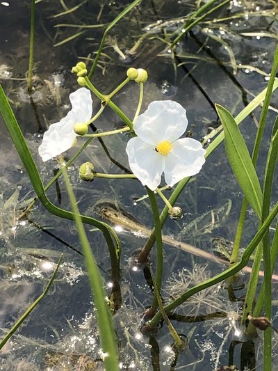 Sagittaria cristata, photographed by Bob