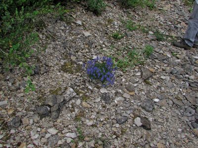 Veronica satureiifolia, photographed by Christian Oudot
