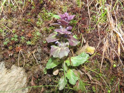 Ajuga pyramidalis, photographed by Emanuele Santarelli