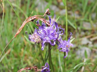 Phyteuma hemisphaericum, photographed by Emanuele Santarelli