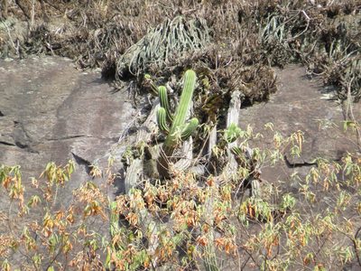 Coleocephalocereus fluminensis, photographed by Victor Farjalla Pontes