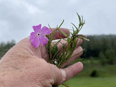 Phlox nana, photographed by CK2AZ