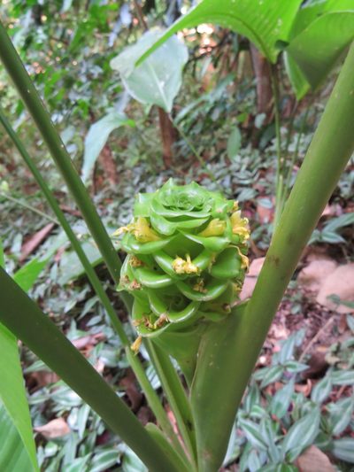 Goeppertia cylindrica, photographed by Victor Farjalla Pontes