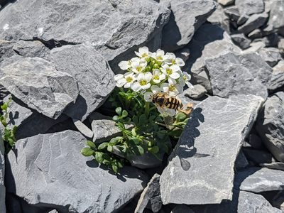 Hornungia alpina, photographed by Pieter Huybrechts