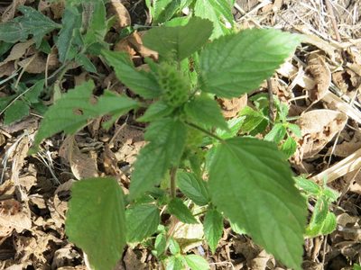 Acalypha poiretii