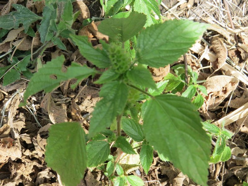 Acalypha poiretii, photographed by Victor Farjalla Pontes