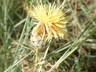 Centaurea collina, photographed by David Delon