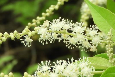 Croton culiacanensis, photographed by Francisco Farriols Sarabia