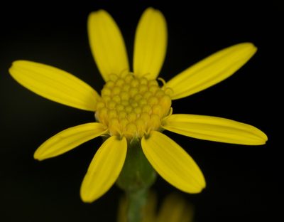 Senecio scandens, photographed by portioid