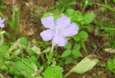 Ruellia intermedia, photographed by Francisco Farriols Sarabia