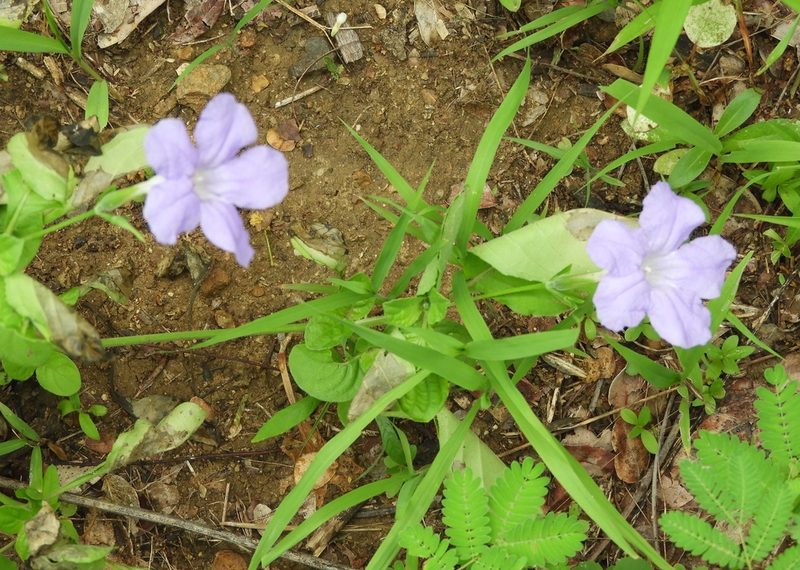 Ruellia intermedia, photographed by Francisco Farriols Sarabia
