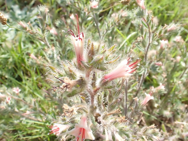 Echium asperrimum, photographed by David Delon
