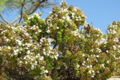 Thymus carnosus, photographed by Paulo Martins